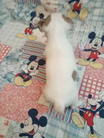 Moose, a male Chihuahua for sale in Eaton, OH – Photo 5 of 5