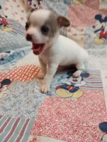 Moose, a male Chihuahua for sale in Eaton, OH – Photo 3 of 5