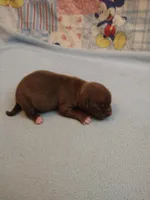 Reese, a male Chihuahua for sale in Eaton, OH – Photo 2 of 6