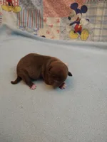 Reese, a male Chihuahua for sale in Eaton, OH – Photo 6 of 6