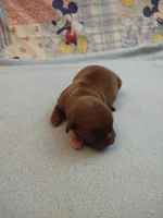 Reese, a male Chihuahua for sale in Eaton, OH – Photo 3 of 6