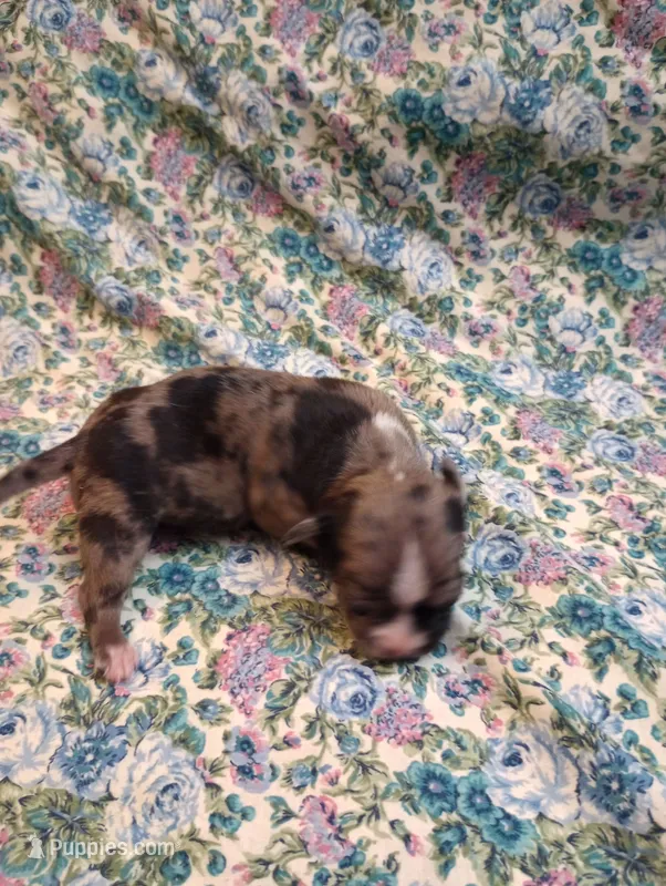 Gizmo – Chihuahua puppy for sale in Eaton, OH
