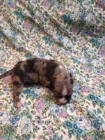 Gizmo, a male Chihuahua for sale in Eaton, OH – 1 of 3