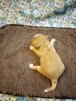 Poppy, a female Chinese Crested for sale in Eaton, OH – 2 of 3