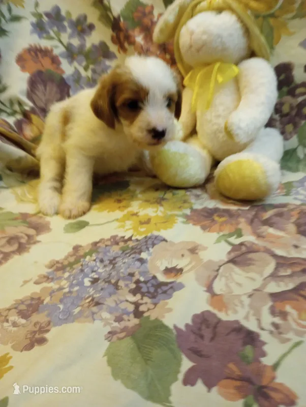 Frankie – Chinese Crested puppy for sale in Eaton, OH