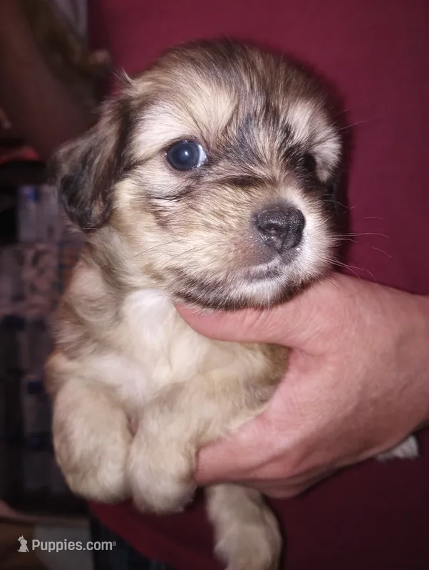Powder puff girl – Chinese Crested puppy for sale in Eaton, OH