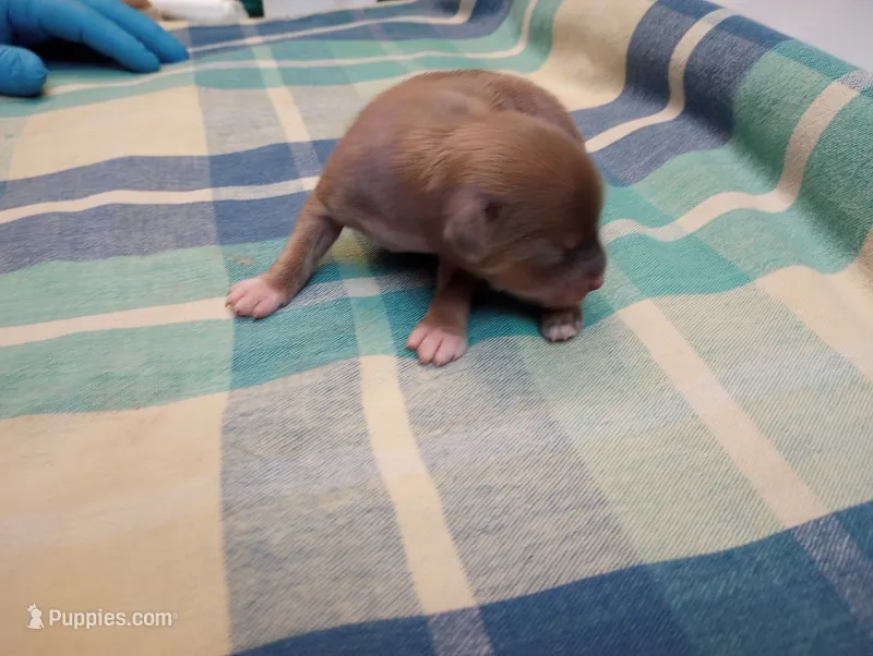 Ruby Sue Pndng – Chinese Crested puppy for sale in Eaton, OH