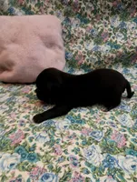 Maggie, a female Chihuahua for sale in Eaton, OH – Photo 2 of 4