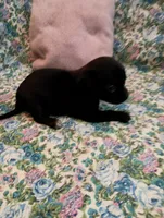 Maggie, a female Chihuahua for sale in Eaton, OH – Photo 4 of 4