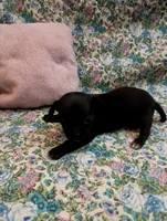 Maggie, a female Chihuahua for sale in Eaton, OH – Photo 3 of 4