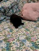 Maggie, a female Chihuahua for sale in Eaton, OH – Photo 1 of 4