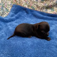 Mickey, a male Chihuahua for sale in Eaton, OH – Photo 2 of 3