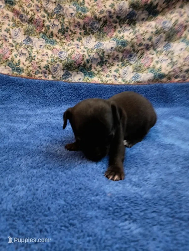 Mickey, a male Chihuahua for sale in Eaton, OH – Photo 1 of 3