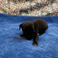 Mickey, a male Chihuahua for sale in Eaton, OH – Photo 1 of 3