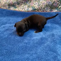 Mickey, a male Chihuahua for sale in Eaton, OH – Photo 3 of 3