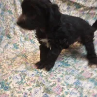 Cole, a male Chinese Crested for sale in Eaton, OH – Photo 2 of 3