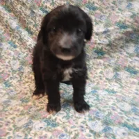 Cole, a male Chinese Crested for sale in Eaton, OH – Photo 3 of 3