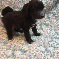 Cole, a male Chinese Crested for sale in Eaton, OH – Photo 1 of 3