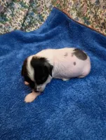 Baxter, a male Chinese Crested for sale in Eaton, OH – Photo 4 of 4