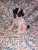Baxter, a male Chinese Crested for sale in Eaton, OH – Photo 2 of 4