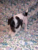 Baxter, a male Chinese Crested for sale in Eaton, OH – Photo 3 of 4