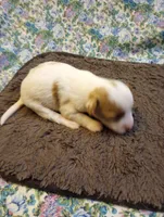 Frankie, a male Chinese Crested for sale in Eaton, OH – 3 of 3