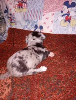 Merlin, a male Chihuahua for sale in Eaton, OH – 1 of 4