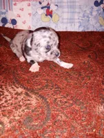 Merlin, a male Chihuahua for sale in Eaton, OH – 4 of 4