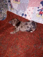 Gizmo, a male Chihuahua for sale in Eaton, OH – 3 of 3