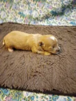 Poppy, a female Chinese Crested for sale in Eaton, OH – 3 of 3