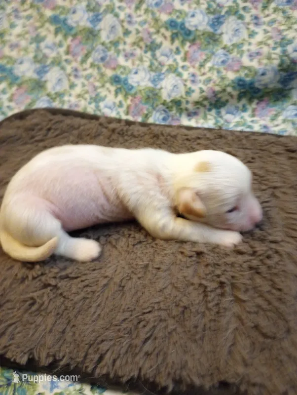 Chance – Chinese Crested puppy for sale in Eaton, OH