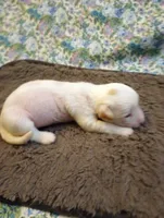 Chance, a male Chinese Crested for sale in Eaton, OH – 1 of 3