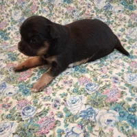 Lizzy, a female Chihuahua for sale in Eaton, OH – Photo 1 of 6