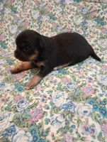 Lizzy, a female Chihuahua for sale in Eaton, OH – Photo 1 of 6