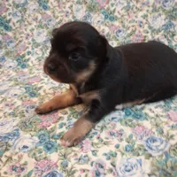 Lizzy, a female Chihuahua for sale in Eaton, OH – Photo 6 of 6