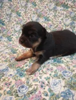 Lizzy, a female Chihuahua for sale in Eaton, OH – Photo 6 of 6