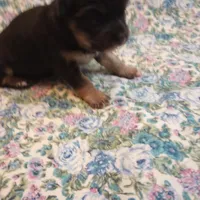 Lizzy, a female Chihuahua for sale in Eaton, OH – Photo 2 of 6