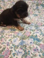 Lizzy, a female Chihuahua for sale in Eaton, OH – Photo 2 of 6