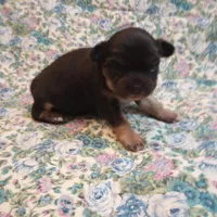 Lizzy, a female Chihuahua for sale in Eaton, OH – Photo 3 of 6