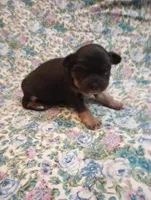 Lizzy, a female Chihuahua for sale in Eaton, OH – Photo 3 of 6