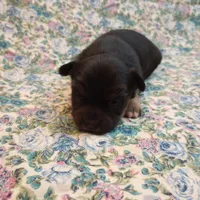 Lizzy, a female Chihuahua for sale in Eaton, OH – Photo 4 of 6