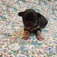 Lizzy, a female Chihuahua for sale in Eaton, OH – Photo 5 of 6