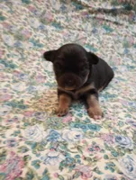 Lizzy, a female Chihuahua for sale in Eaton, OH – Photo 5 of 6