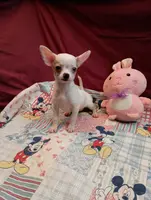 Crystal, a female Chihuahua for sale in Eaton, OH – Photo 4 of 4