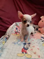 Crystal, a female Chihuahua for sale in Eaton, OH – Photo 1 of 4