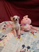 Crystal, a female Chihuahua for sale in Eaton, OH – Photo 2 of 4