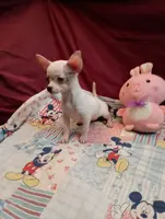 Crystal, a female Chihuahua for sale in Eaton, OH – Photo 3 of 4