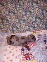 Merlin, a male Chihuahua for sale in Eaton, OH – Photo 4 of 4