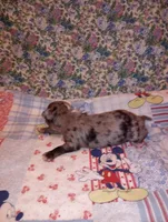 Merlin, a male Chihuahua for sale in Eaton, OH – Photo 2 of 4