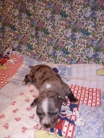 Merlin, a male Chihuahua for sale in Eaton, OH – Photo 3 of 4